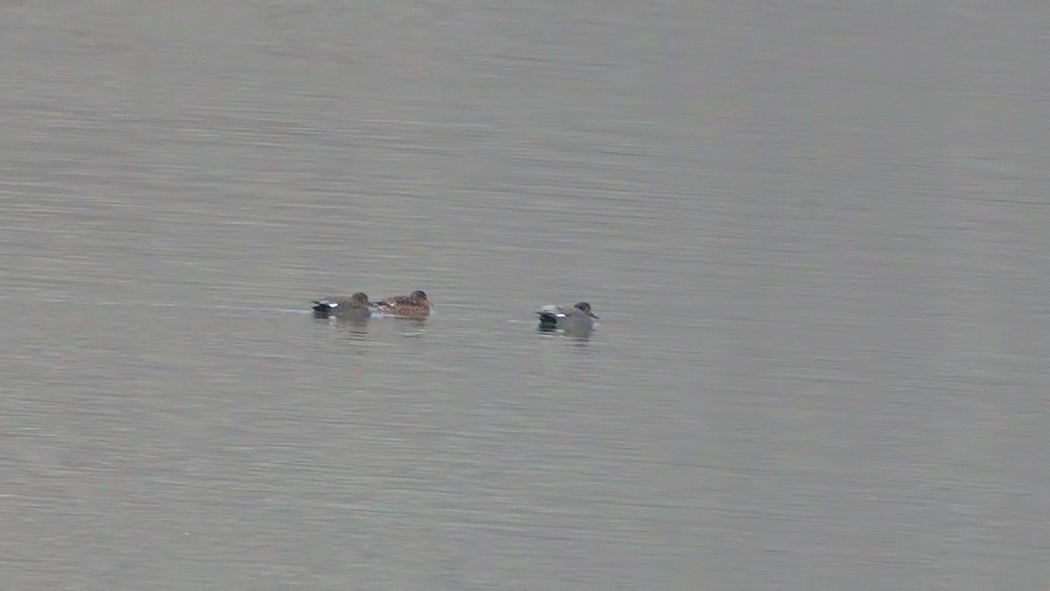 Gadwall