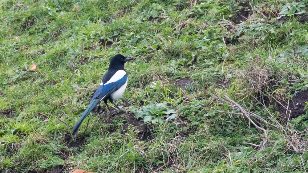 Eurasian Magpie