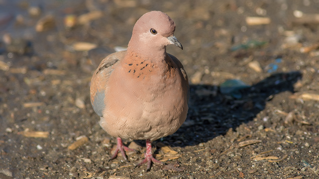 Laughing Dove