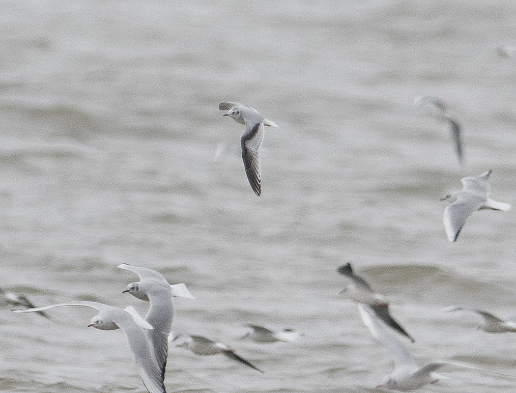 Little Gull