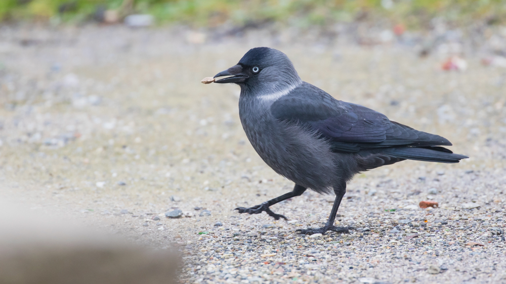 Western Jackdaw