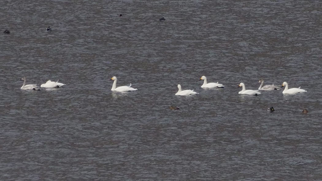 Tundra Swan