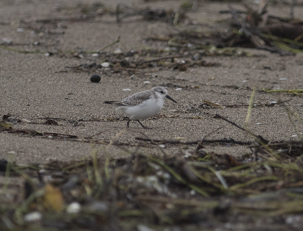 Sanderling