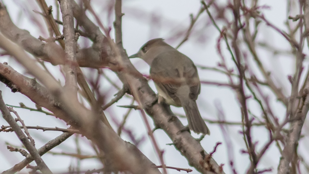 Eurasian Blackcap
