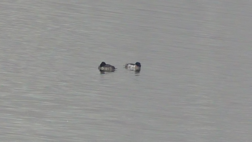 Tufted Duck