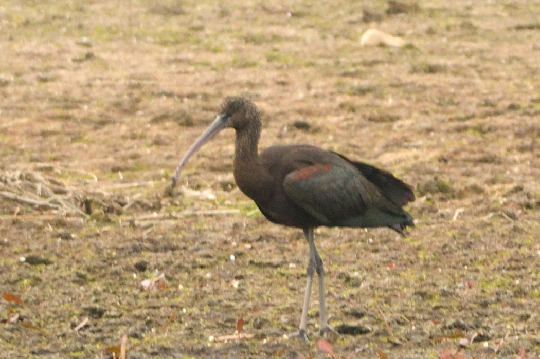 Glossy Ibis