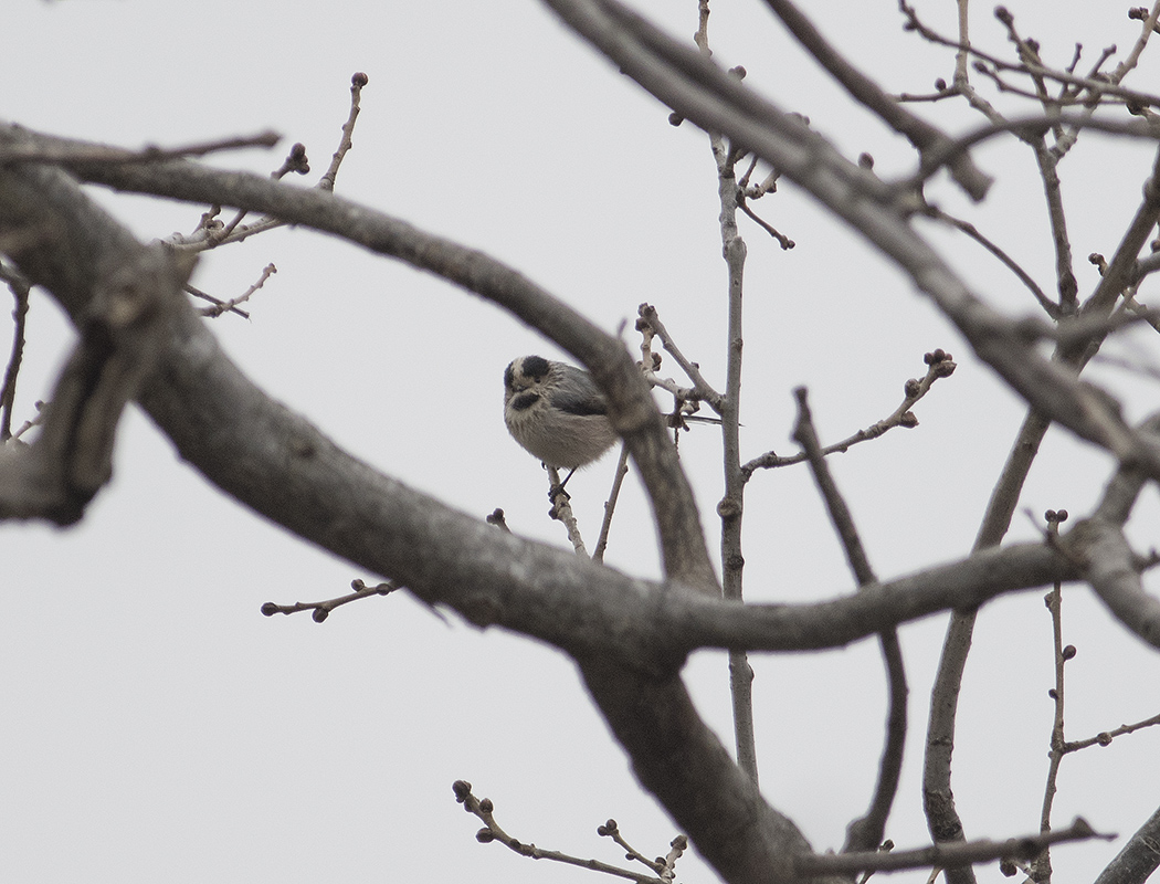 Long-tailed Tit