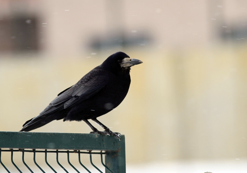 Rook