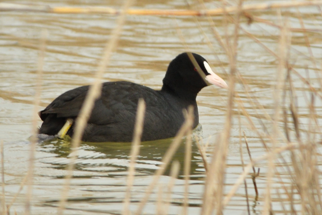 Eurasian Coot