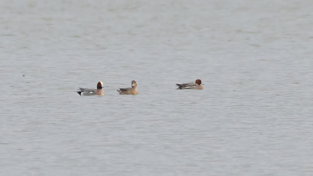 Eurasian Wigeon