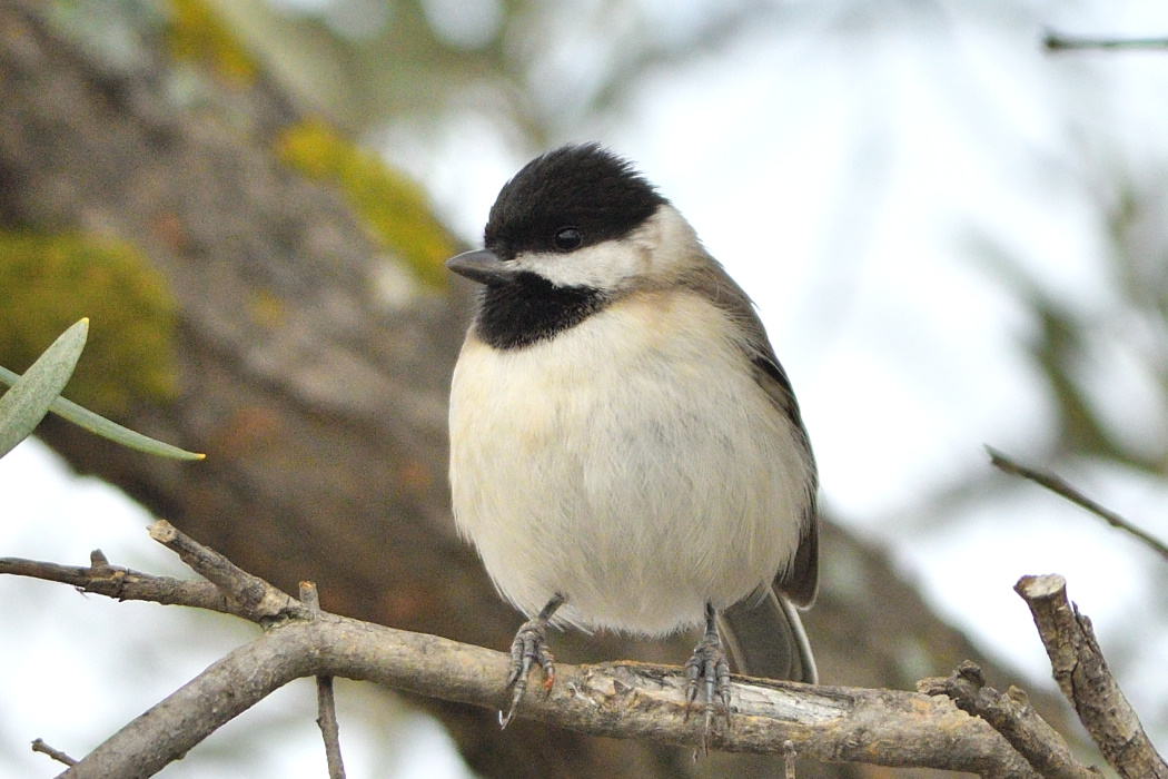 Sombre Tit