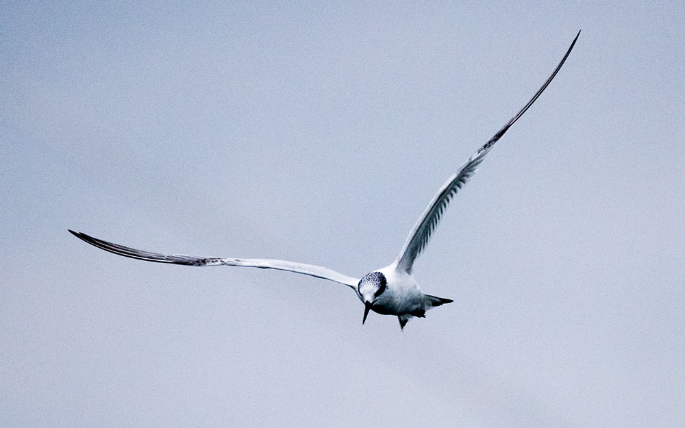 Sandwich Tern