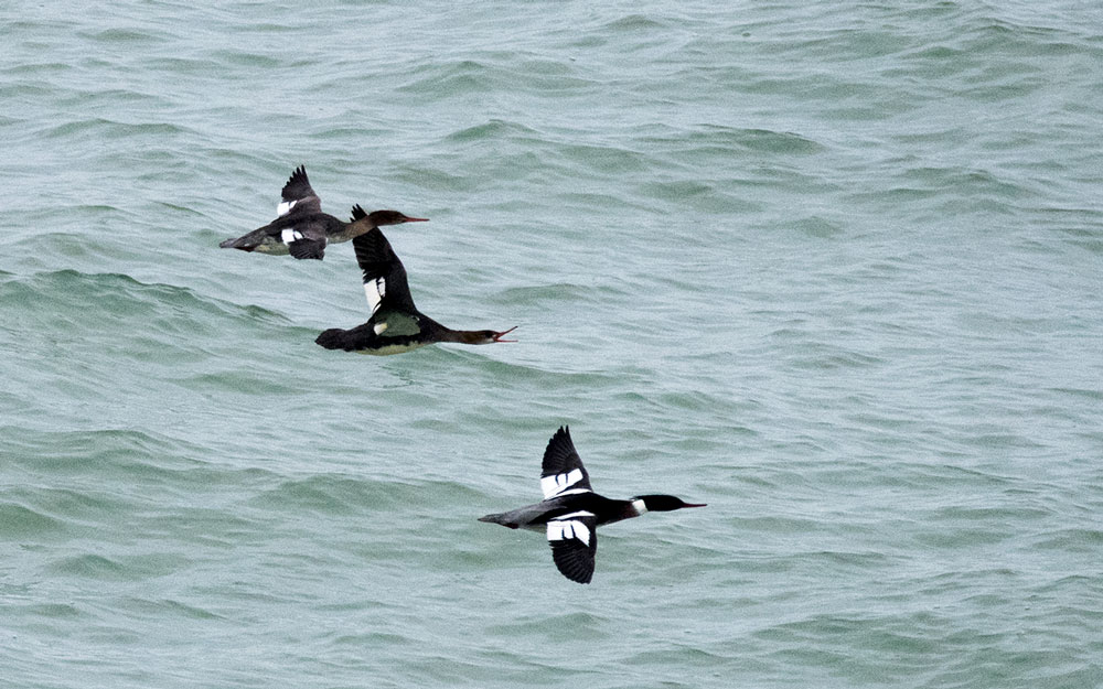Red-breasted Merganser