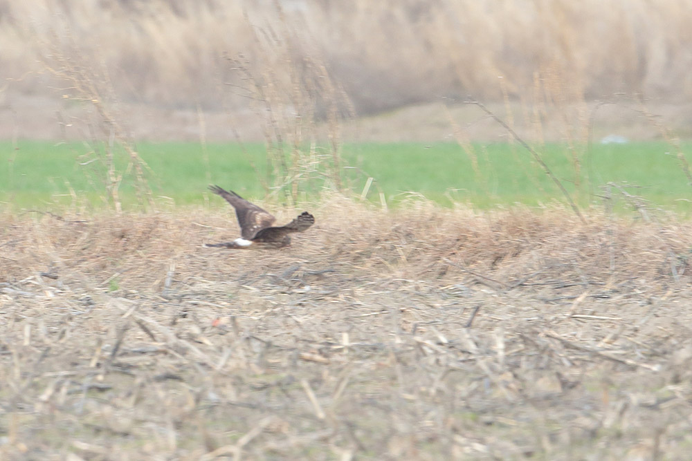 Hen Harrier