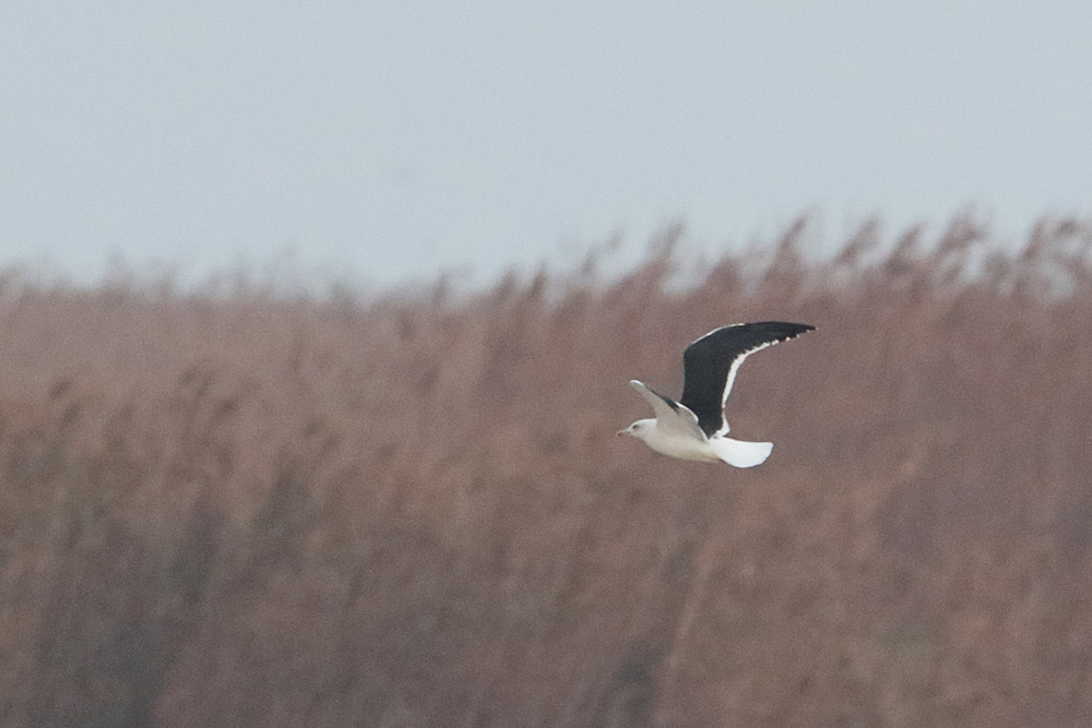 Lesser Black-backed Gull