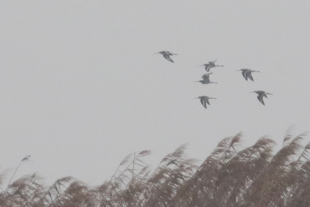 Black-tailed Godwit