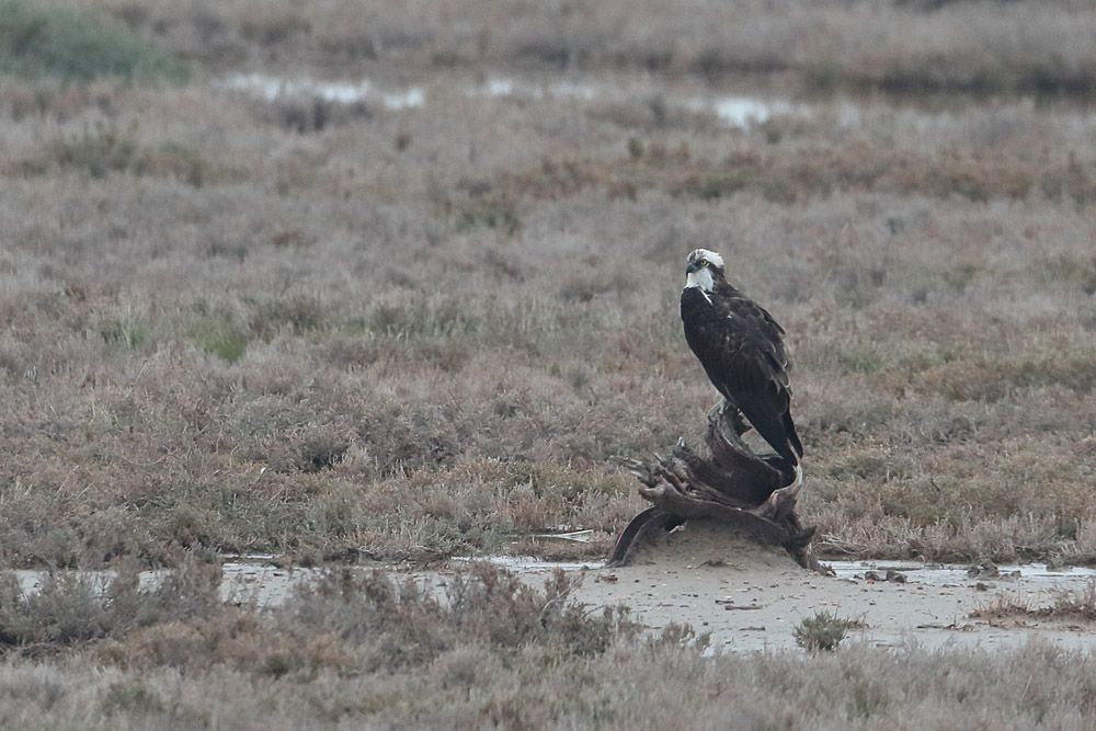 Osprey
