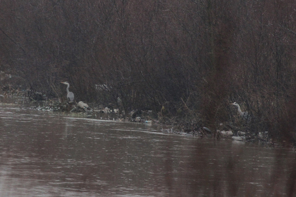 Grey Heron