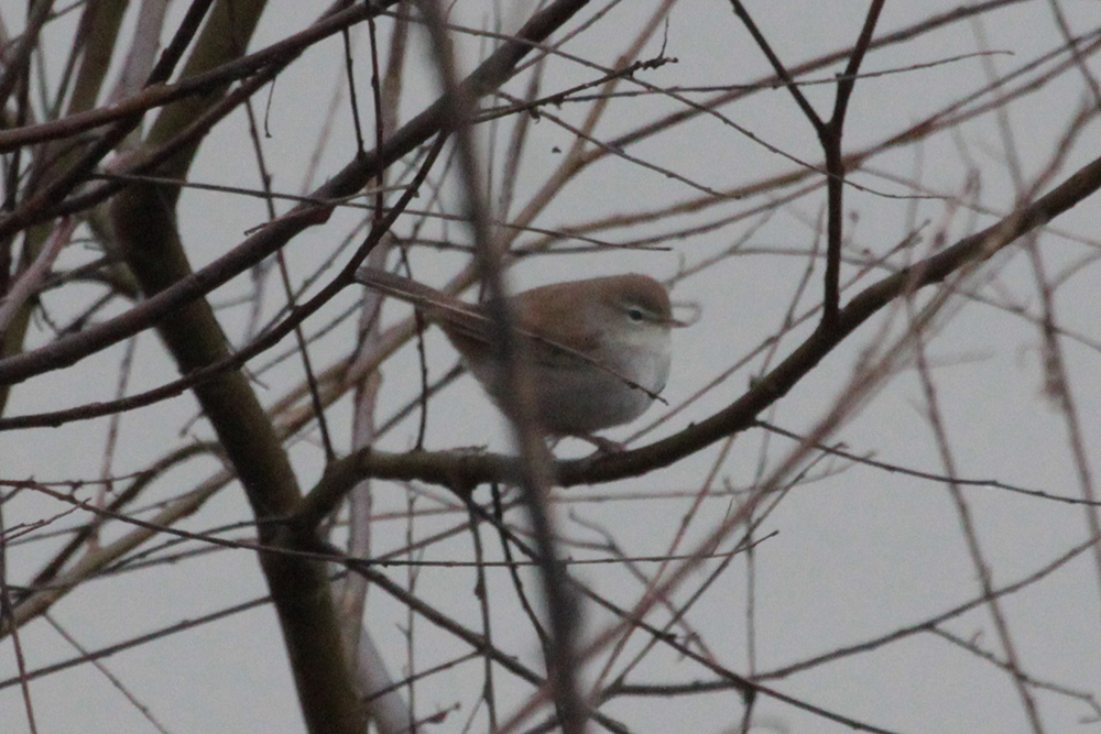 Cetti`s Warbler