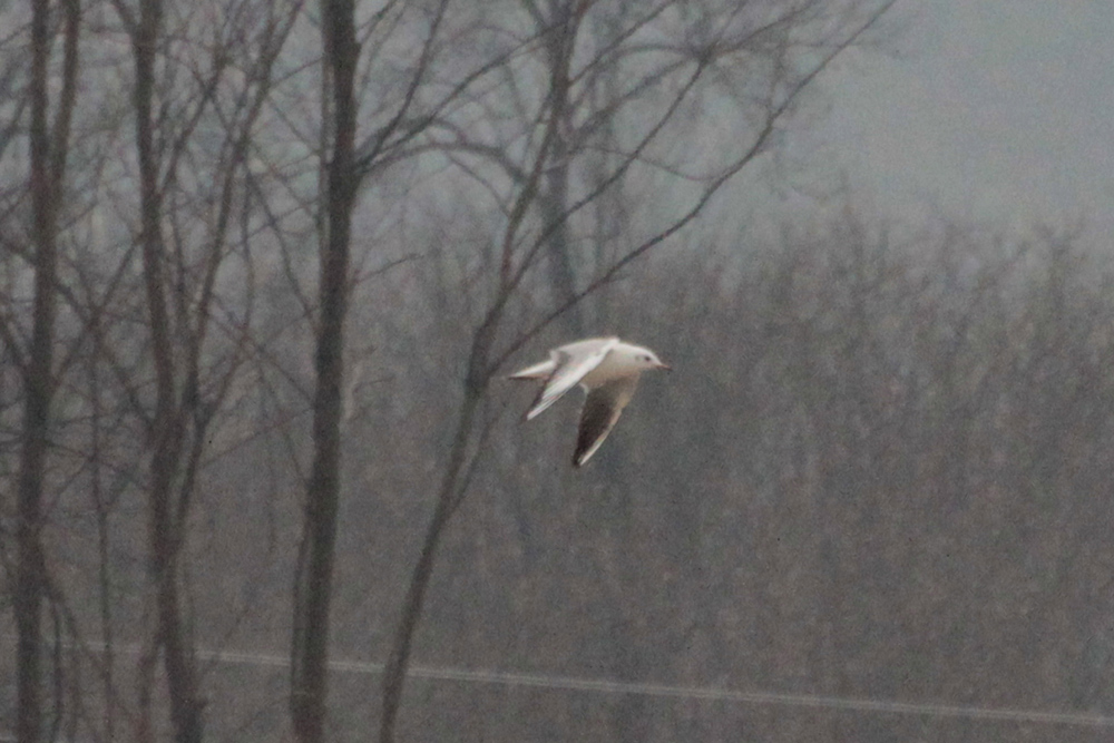 Black-headed Gull