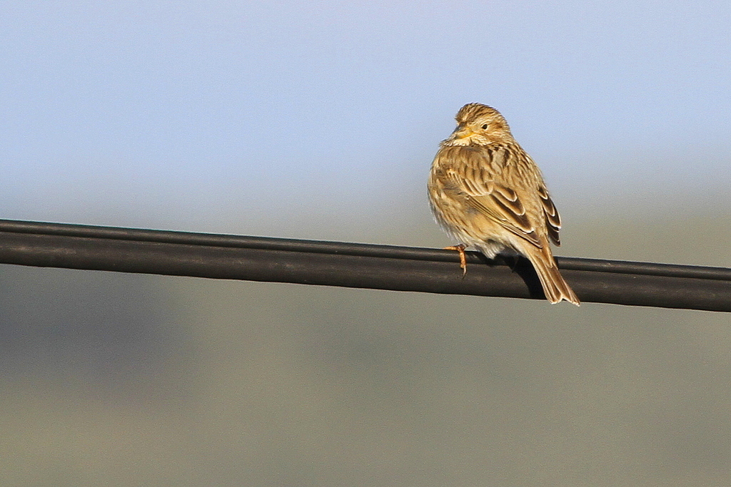 Corn Bunting