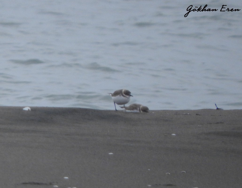 Kentish Plover