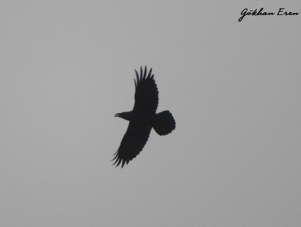 Northern Raven