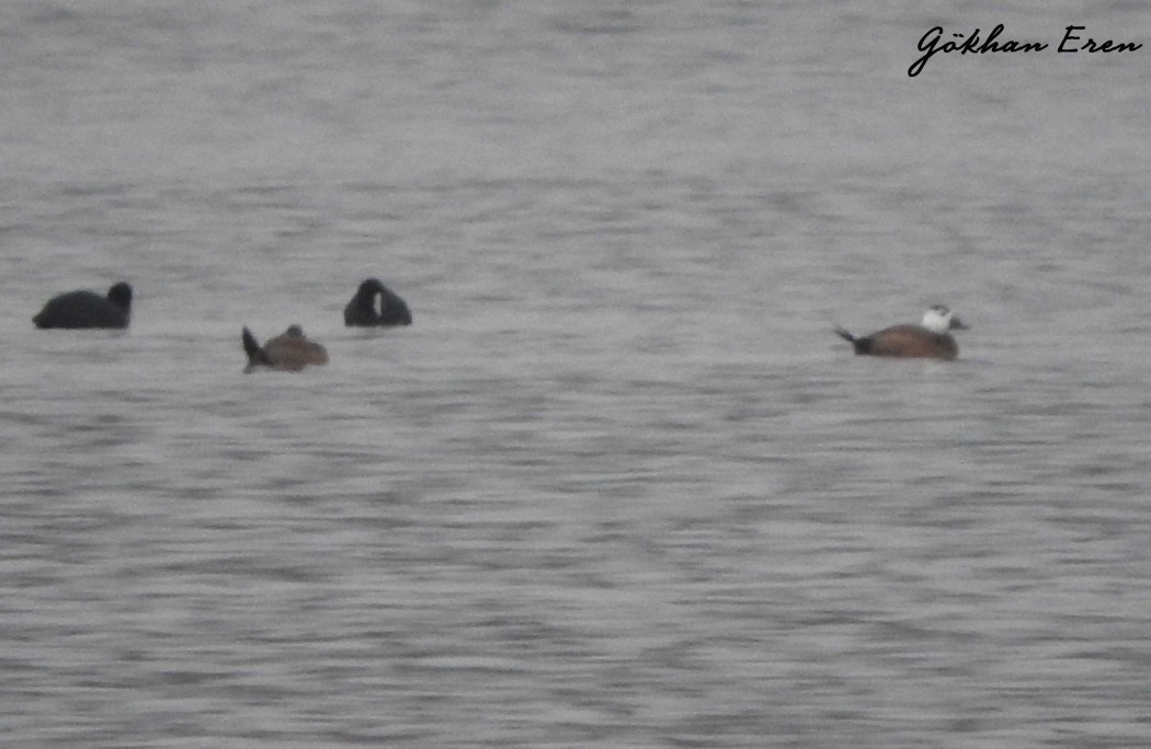 White-headed Duck
