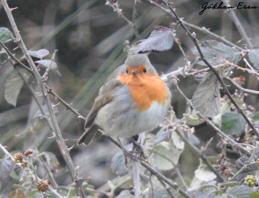 European Robin