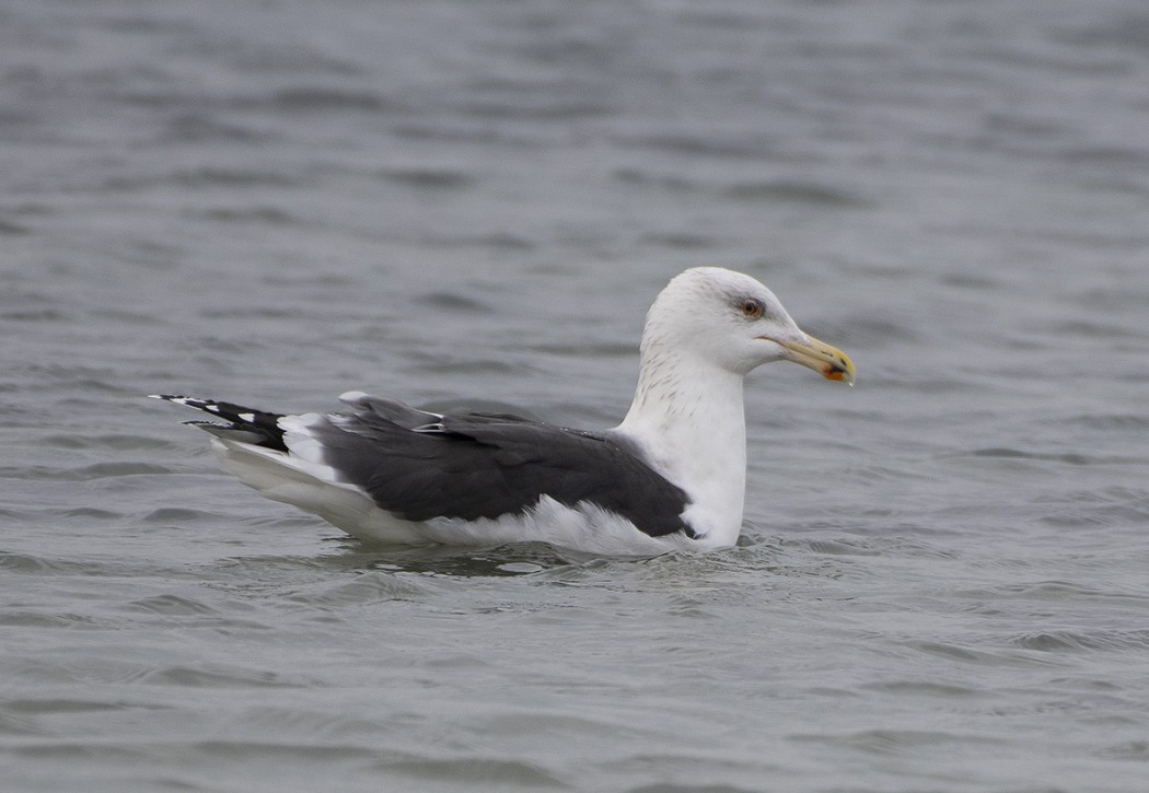 Great Black-backed Gull