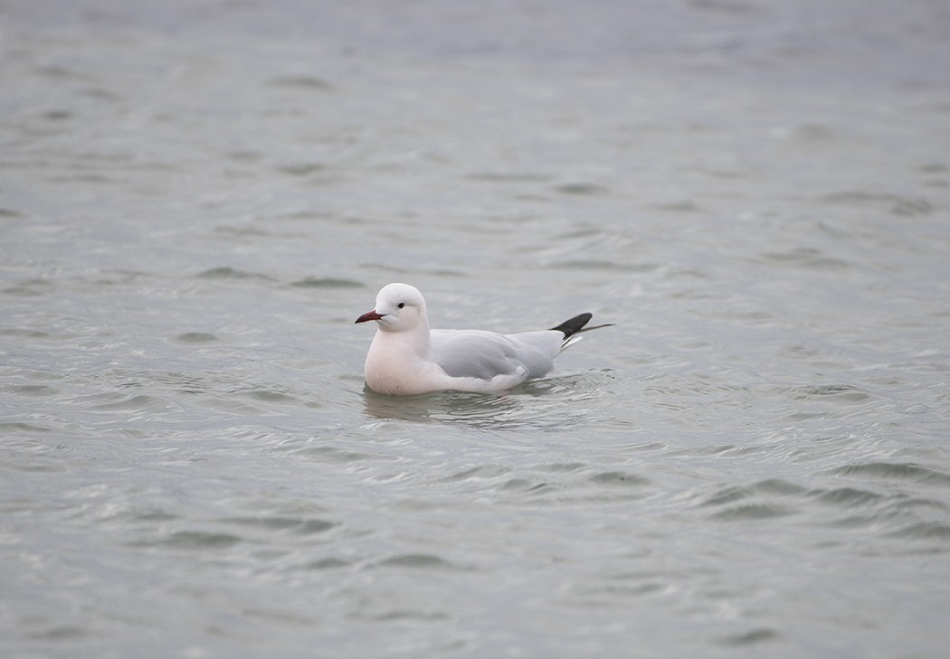 Slender-billed Gull