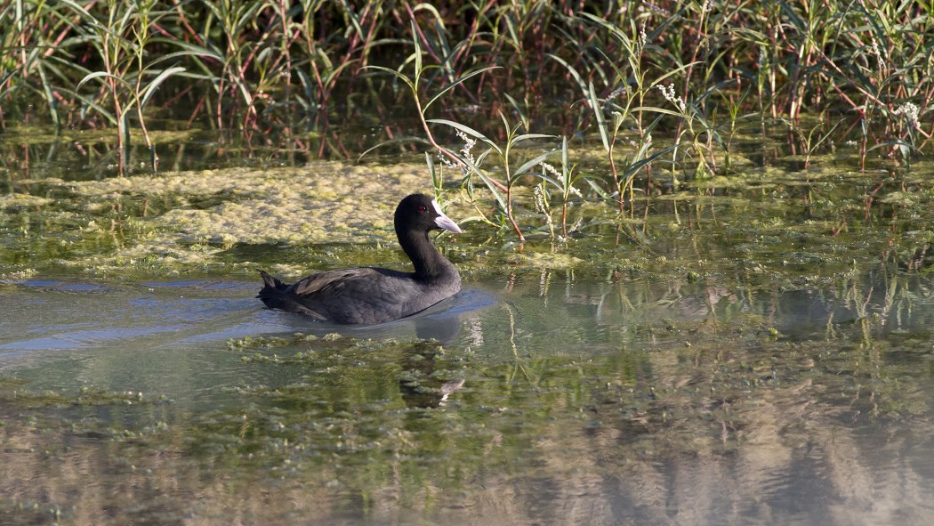 Eurasian Coot