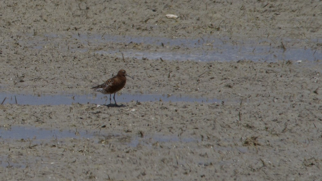Curlew Sandpiper
