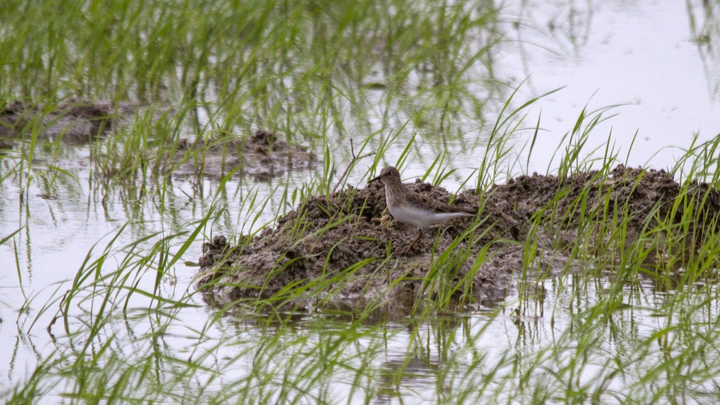 Temminck`s Stint