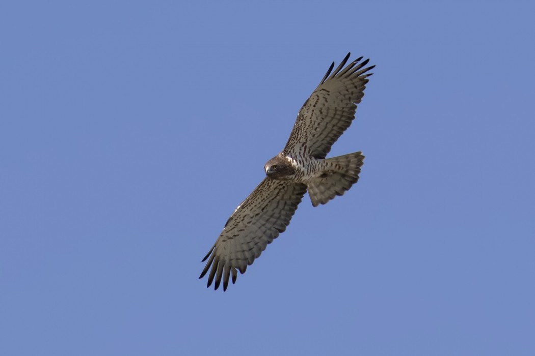 Short-toed Snake Eagle