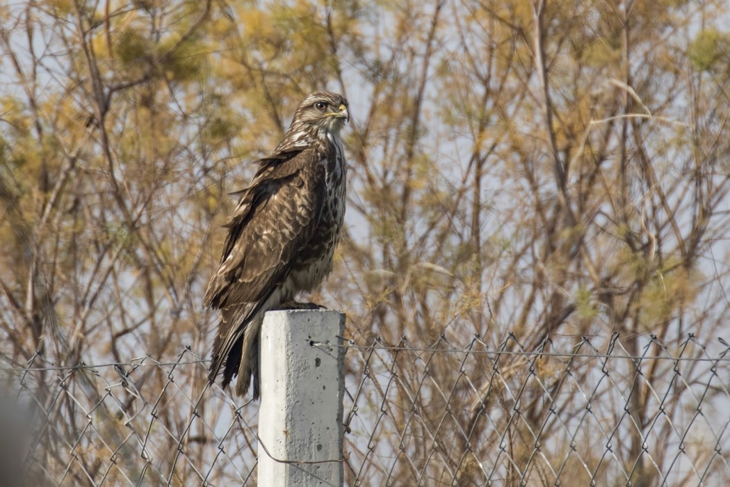Common Buzzard