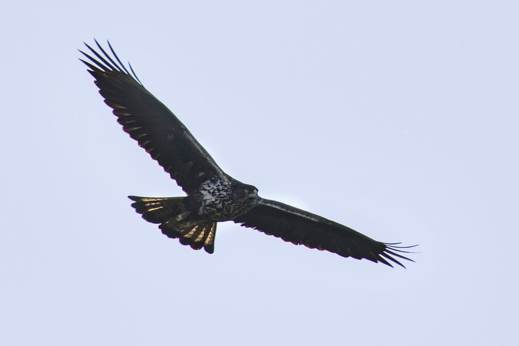 Bonelli`s Eagle