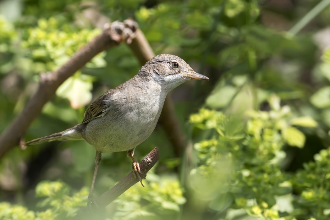 Common Whitethroat