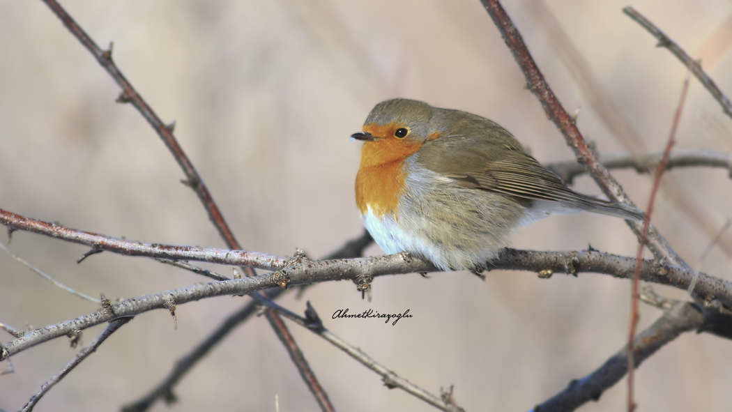 European Robin