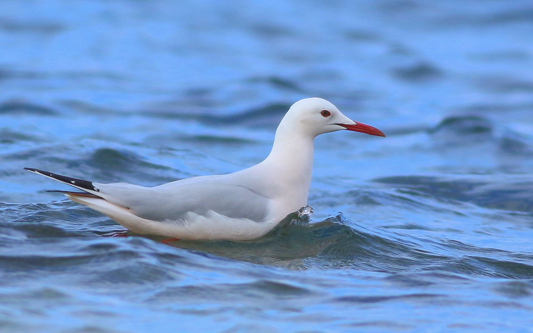Slender-billed Gull