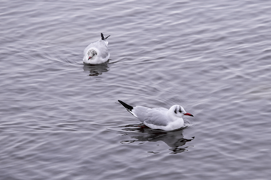 Black-headed Gull