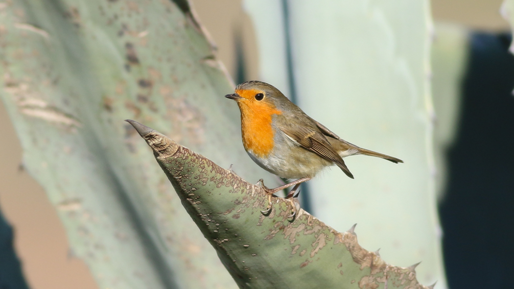 European Robin