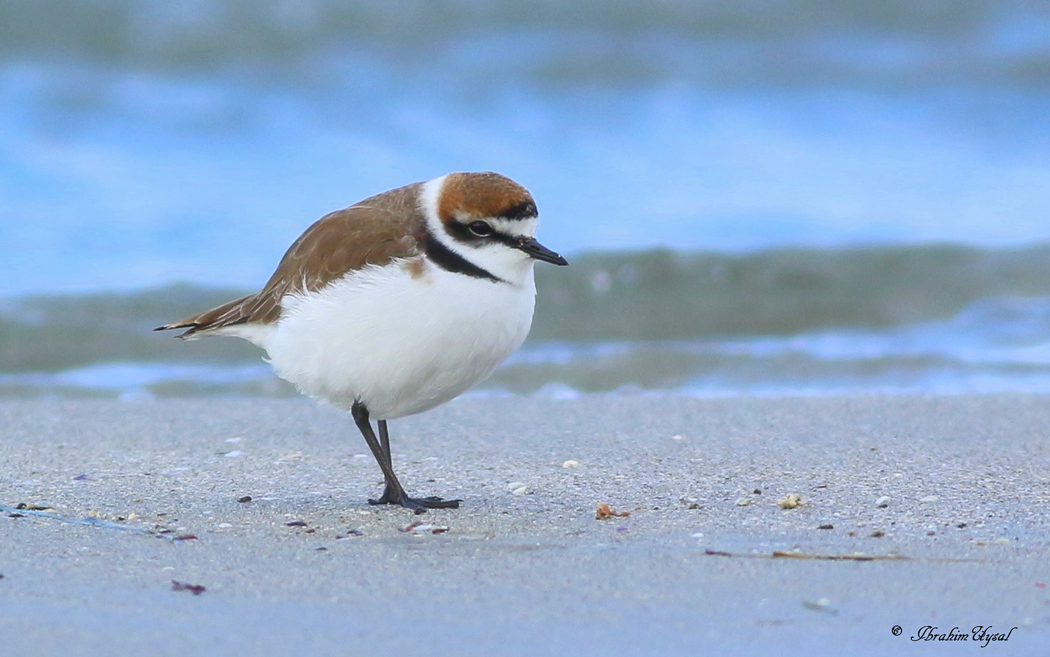 Kentish Plover