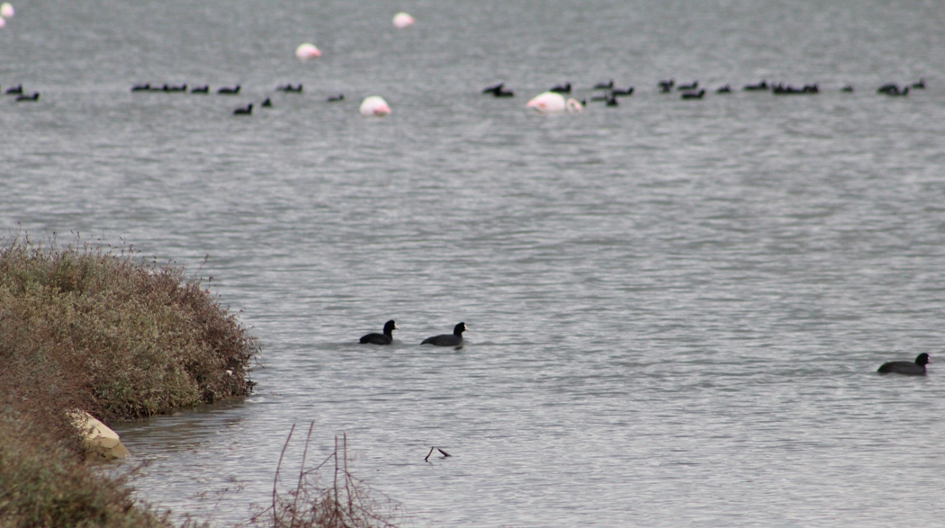 Eurasian Coot