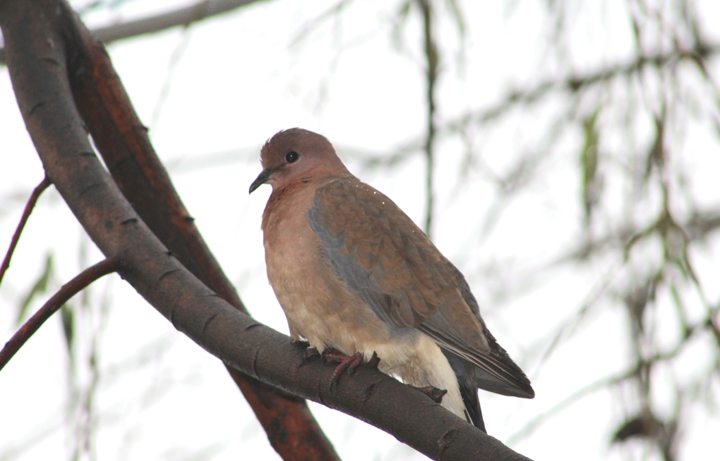 Laughing Dove