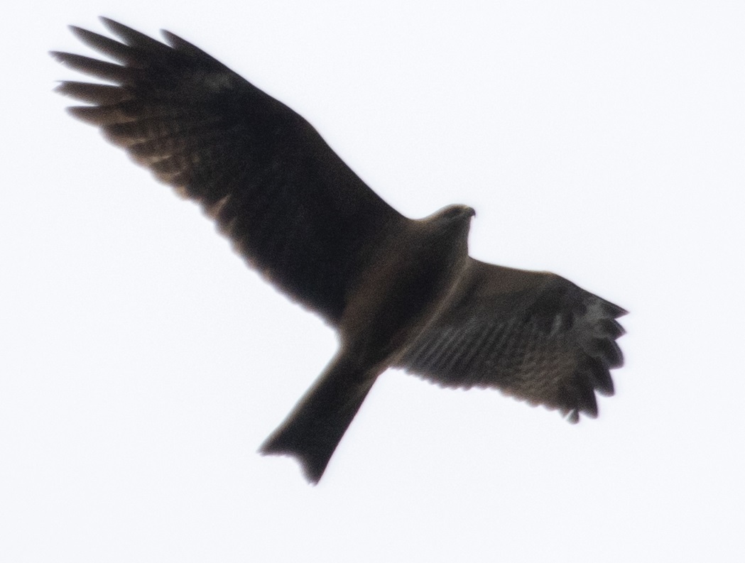 Black Kite