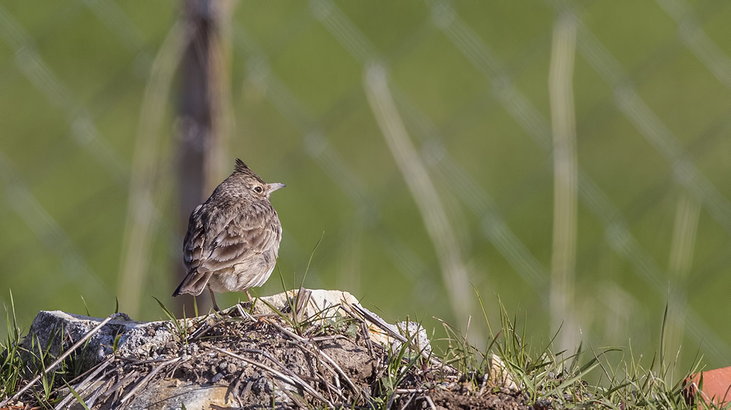 Crested Lark