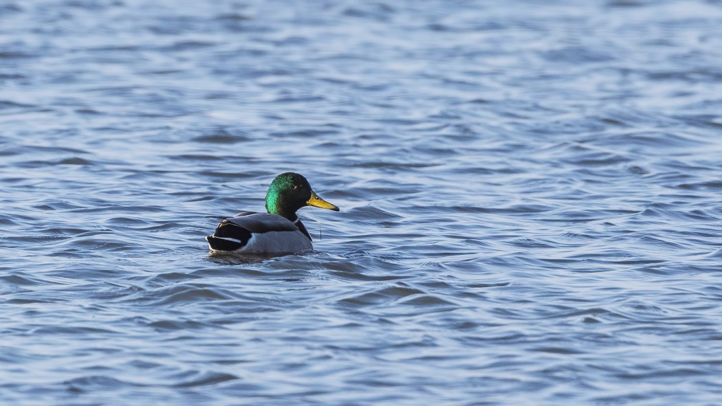 Mallard