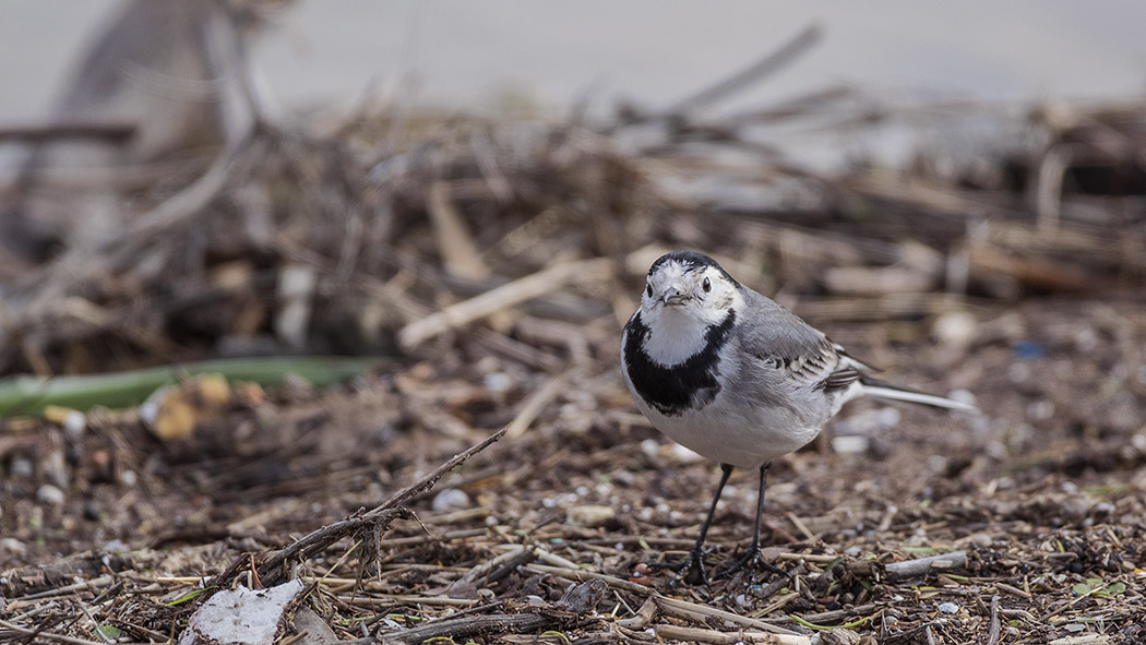 White Wagtail