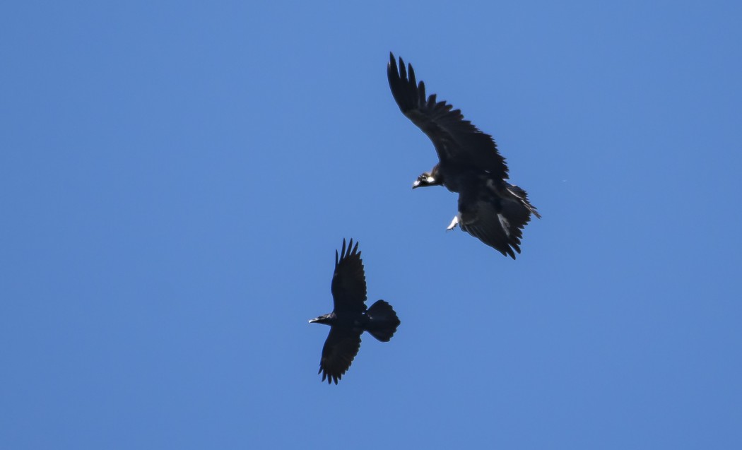 Northern Raven